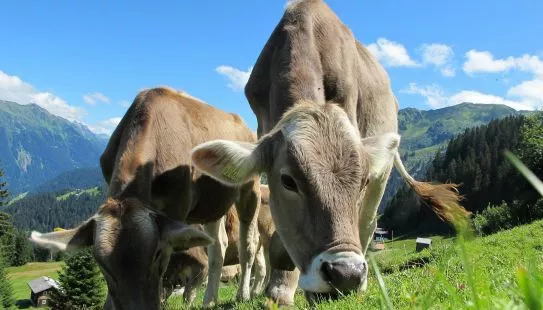 Kochkurs: Alpenländische Küche